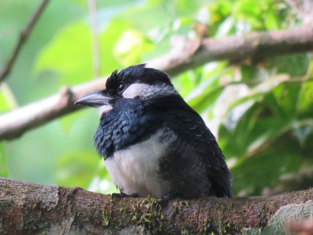 A photo of a Black-breasted Puffbird, birding Pipeline Road Panama