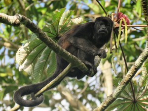 A photo of a Howler Monkey taken whilst birding Pipeline Road, Panama