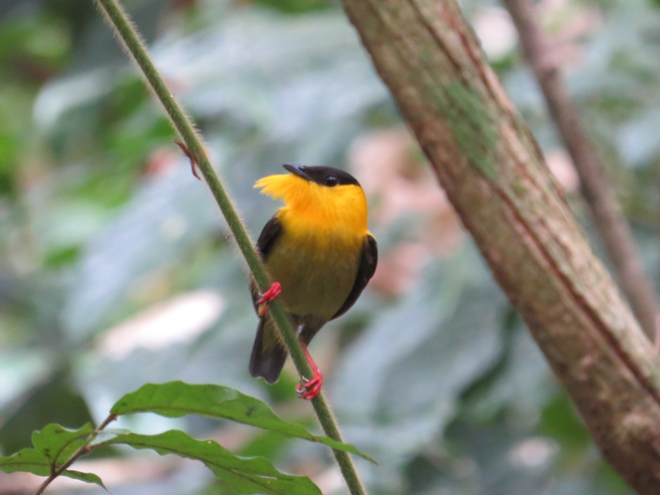 A photo of a Golden-collared Manakin whilst birdwatching on Pipeline Road, Panama