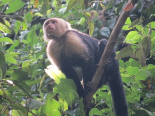 A photo of a Capuchin Monkey, birding Pipeline Road Panama
