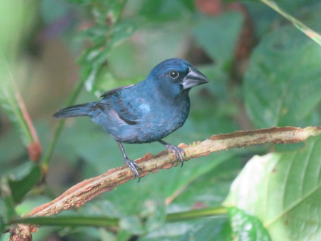 A photo of a Blue-black Grosbeak, birding Pipeline Road Panama