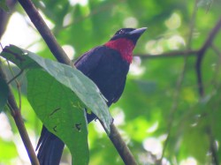 A photo of a Purple-throated Fruitcrow, birding Pipeline Road Panama