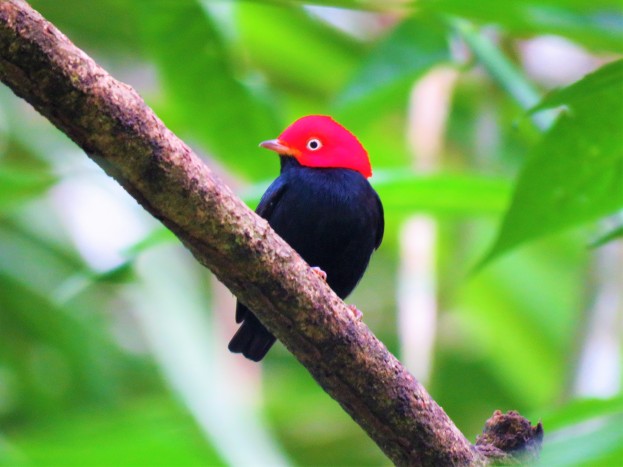 A Photo of a Red-capped Manakin, Birdwatching Pipeline Road Panama