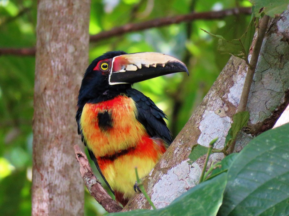 A photo of a Collared Aracari, birding Pipeline Road Panama