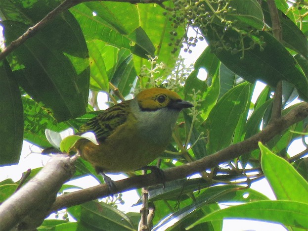 A photo of Silver-throated Tanager whilst birdwatching at Altos De Compana National Park