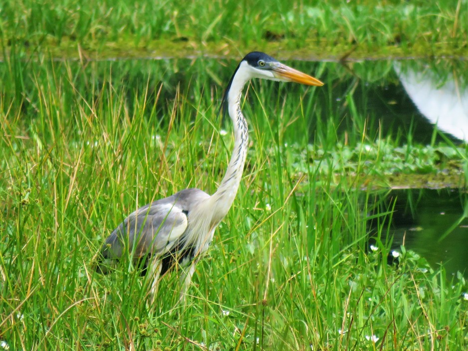 A photo of a Cocoi Heron whilst Birdwatching Gamboa near Pipeline Road
