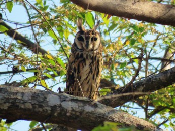 A photo of a Striped Owl during a birdwatching trip with Panama Pipeline Bird Tours