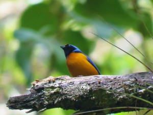 A photo of an Elegant Euphonia during a birdwatching trip with Panama Pipeline Bird Tours