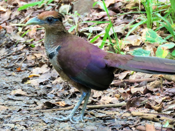 A photo of a Rufous-vented Ground-Cuckoo whilst birdwatching Pipeline Road Panama.