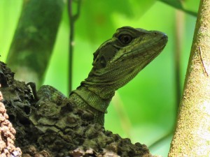 A photo of a Common Basalisk Lizard on a bird tour of Pipeline Road, Panama