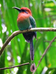 A photo of a Broad-billed Motmot on a birdwatching tour of Pipeline Road, Panama