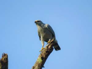Photo of a Gray-lined Hawk Falcon in Gamboa birding Pipeline Road Panama