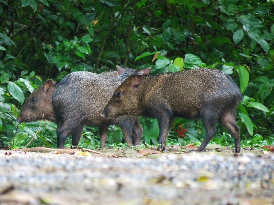 A photo of Collared Peccaries whilst birdwatching with Panama Pipeline Bird Tours