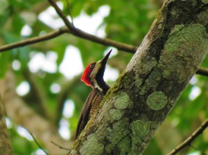 A Crimson-crested Woodpecker whilst birdwatching in Gamboa with Panama Pipeline Bird Tours