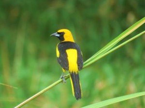 A Yellow-tailed Oriole whilst birdwatching in Gamboa with Panama Pipeline Bird Tours