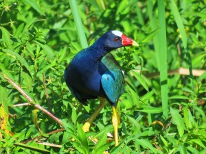 A Purple Gallinule seen whilst birding Gamboa with Panama Pipeline Bird Tours