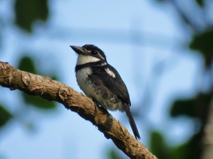 Photo of a Pied Puffbird taken by the bird guide whilst birdwatching Pipleine Road Panama