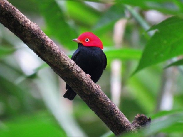 Photo of a Red-capped Manakin whilst Birding Pipeline Road Panama