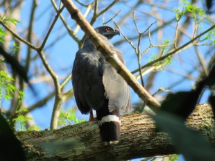 Photo of Crane Hawk taken whilst birding Pipeline Road Panama.