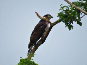 Photo of a Hook-billed Kite taken whilst birdwatching Pipeline Road Panama.
