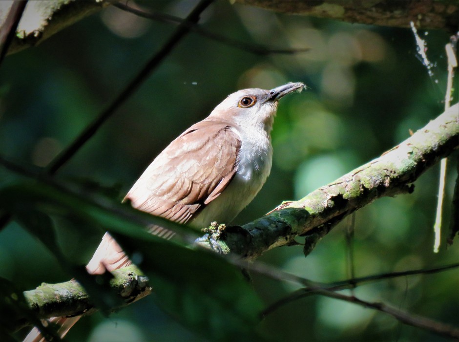 Photo of A Migrating Black-billed Cuckoo whilst birdwatching Pipeline Road, Panama.