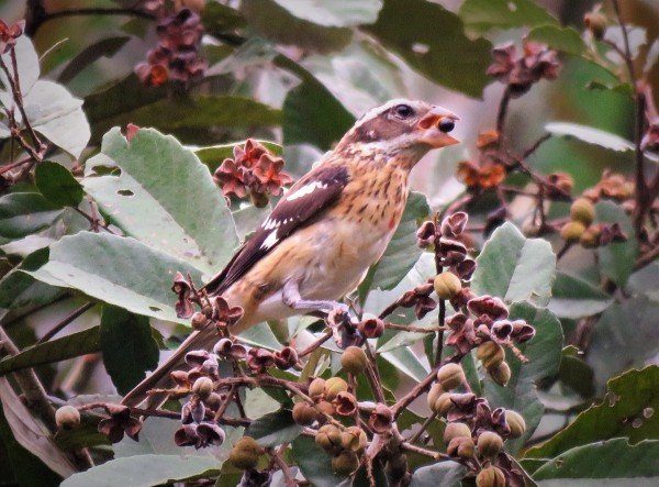 Photo of a Rose-breasted Grosbeak taken whilst birding in Gamboa with Panama Pipeline Bird Tour