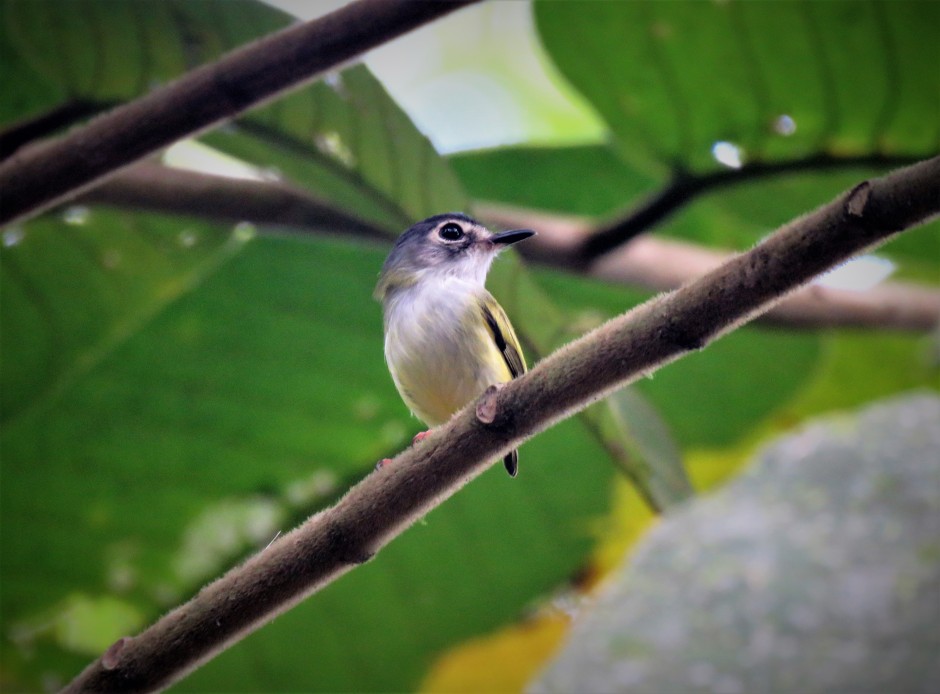 A photo of a Black-capped Pygmy-Tyrant taken whislt birding Pipeline Road with Panama Pipeline Bird Tours